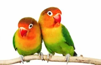 Hoe dresseer ik een parkiet